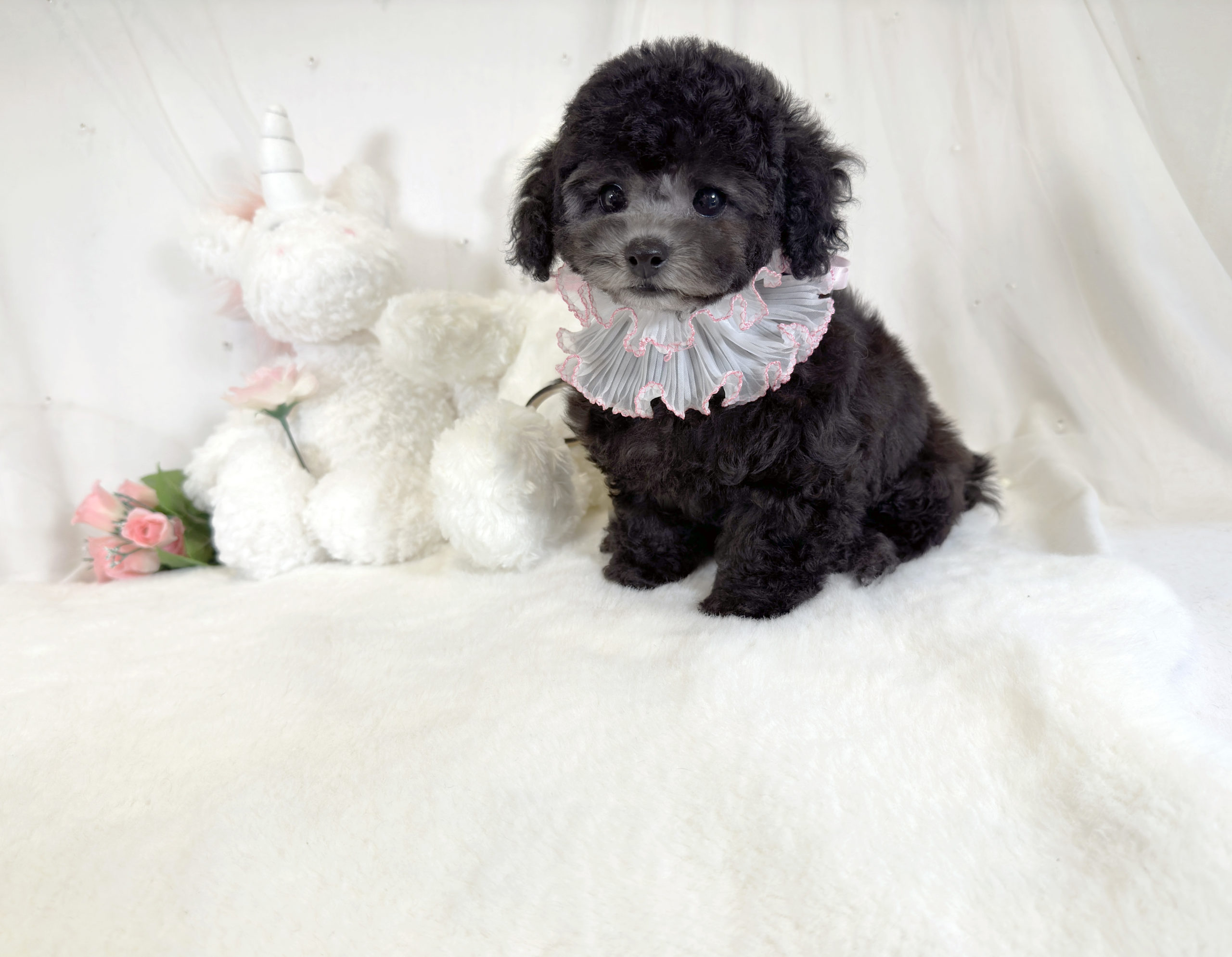 toypoodle puppy