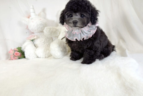 toypoodle puppy