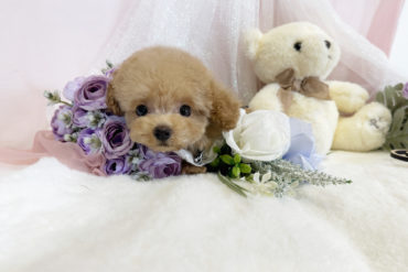 希少カラー！足の短い超ドワーフ体型♡可愛いシルバーの女の子＊4627