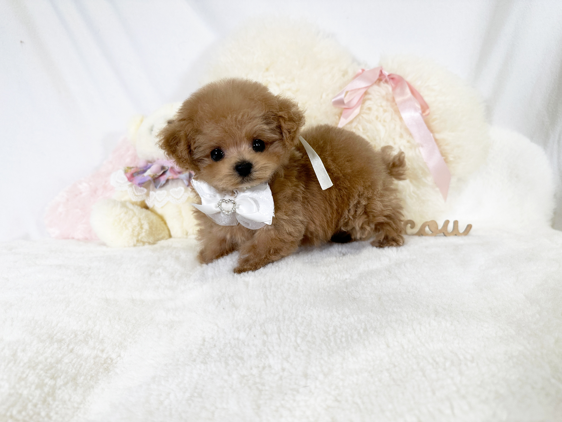 ティーカッププードル　オレンジフォーン　アプリコット