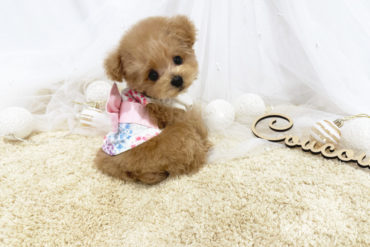 ティーカップにすっぽり♡小さなブラックカラーの女の子＊1551