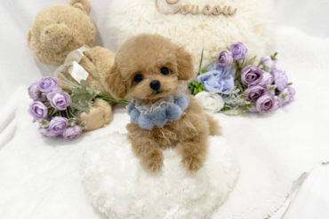 ビジュ最強♡にっこりフェイス♡足の短い小さなシルバーの男の子＊1562