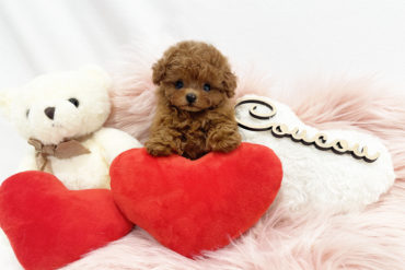 超超超希少カラー！爆毛で最高の毛ぶきの良さ◎当店初ブリンドルカラーの女の子＊1585