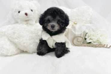 極小サイズの370g♡まん丸フォルムの爆毛ちゃん♡小さなレッドの女の子＊1555