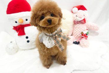 もっふもふのぬいぐるみさん♡くりくりおめめのペールフォーンの男の子＊8037