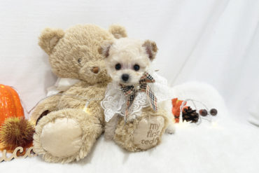 足のとーっても短いドワーフ体型♡ベビーフェイスで可愛いオレンジフォーンの女の子＊1625