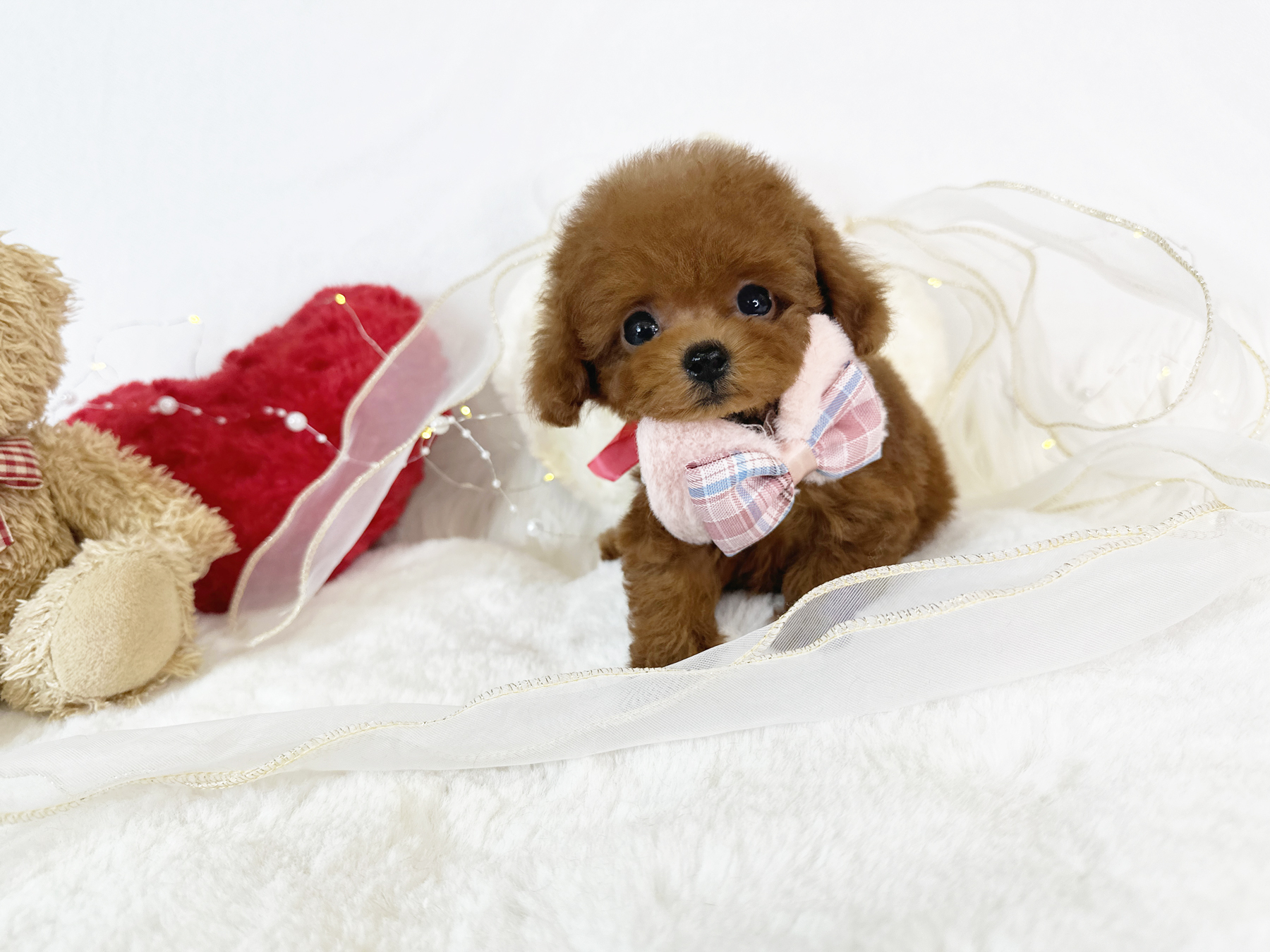 ティーカッププードル　レッド