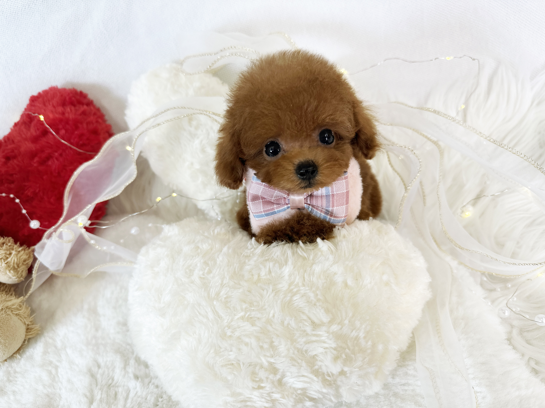 ティーカッププードル　レッド