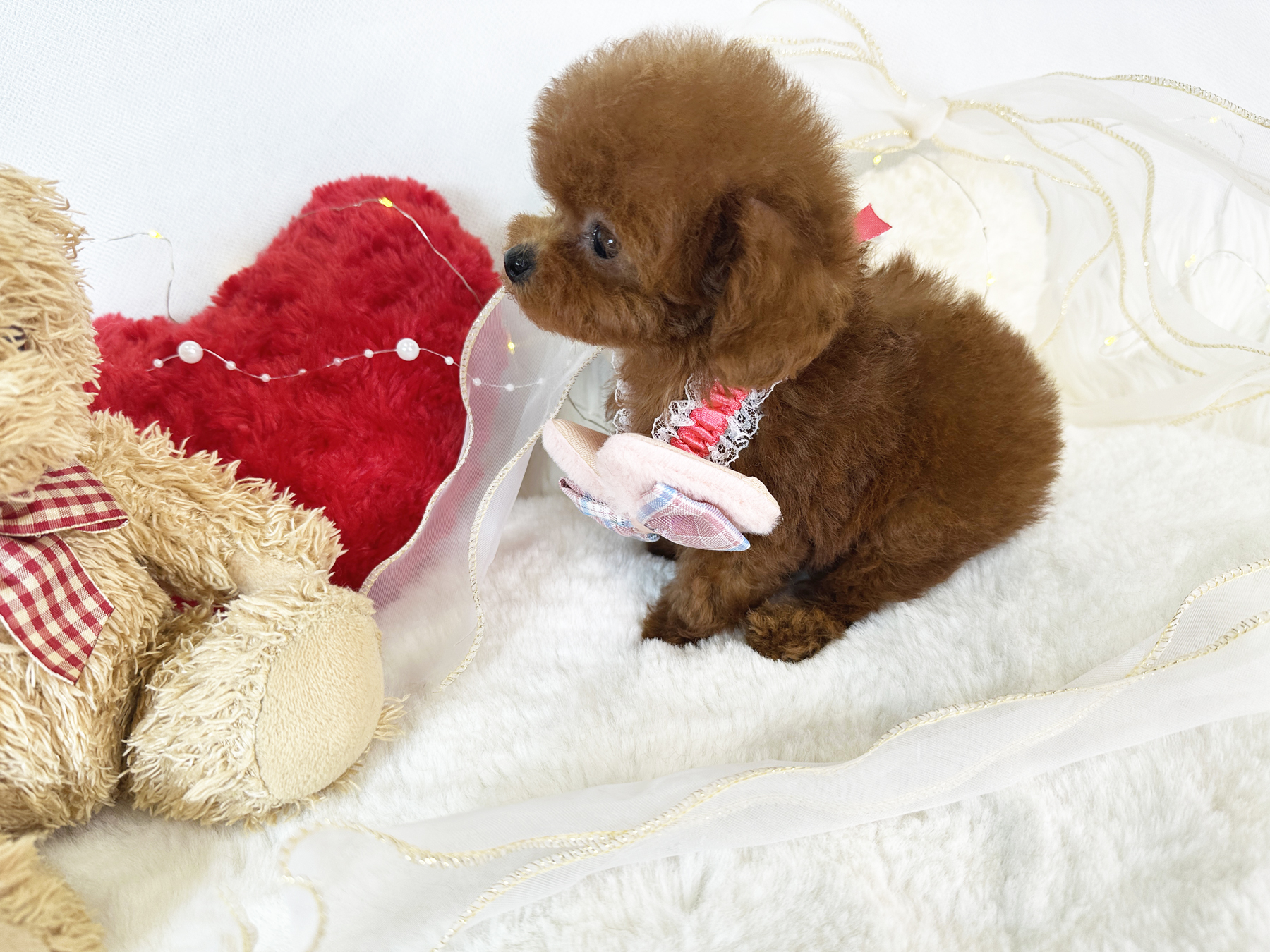 ティーカッププードル　レッド