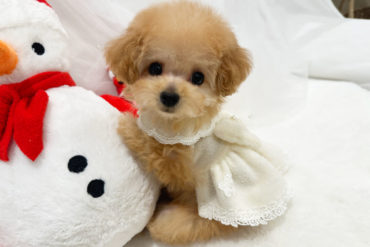 短足で毛量抜群♡まん丸フォルムが可愛すぎる♡ペールフォーンの女の子＊1679