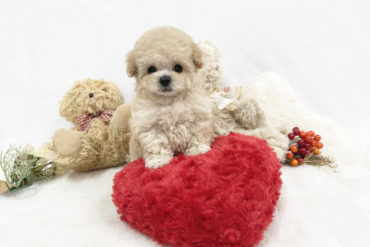 とっても幼いお顔でマズル激短♡淡いオレンジフォーンの女の子＊1673