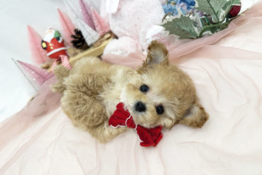 ぱっちりおめめのアイドル顔♡淡いオレンジフォーンの女の子＊P0054