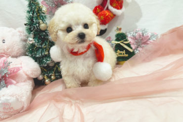 ベビーフェイス姉妹♡可愛すぎる妹♡オレンジフォーンの女の子＊1685