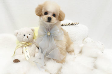 離れ目の童顔ちゃん♡小さくて可愛いレッドフォーンの女の子＊1656