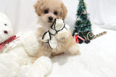 超童顔♡離れ目・鼻ぺちゃの儚げ美少女♡ドワーフタイプのレッドの女の子＊1707