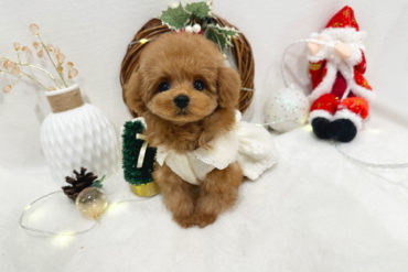 爆毛のまんまるこぐまさん♡立耳のレッドの女の子＊1697