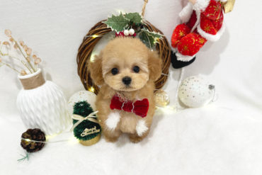 ベビーフェイス姉妹♡可愛すぎるお姉ちゃん♡レッドフォーンの女の子＊1684