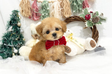 ぱっちりおめめのアイドル顔♡淡いオレンジフォーンの女の子＊P0054