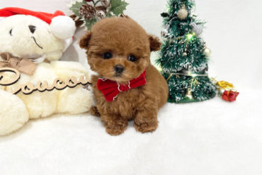 ベビーフェイス姉妹♡可愛すぎるお姉ちゃん♡レッドフォーンの女の子＊1684