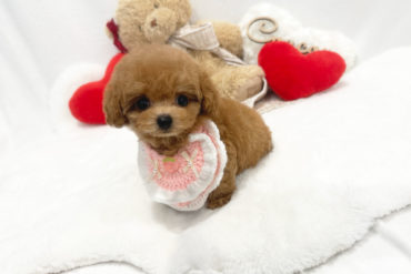 テディ顔の美少女♡足の短いレッドフォーンの女の子＊1711