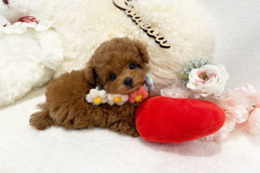 濃いめアイラインのくりくりおめめ♡THE女の子顔の優しいオレンジフォーンカラーの女の子＊1705