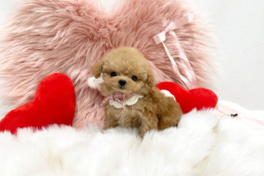 モデル犬のようなパーフェクトなお顔♡ずんぐり体型で２頭身なオレンジフォーンの女の子＊1720