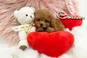 むぎゅっと短めマズル♡とびきり大きなおめめのシルバーの女の子＊1733