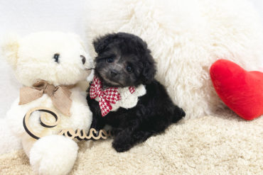 モデル犬のようなパーフェクトなお顔♡ずんぐり体型で２頭身なオレンジフォーンの女の子＊1720