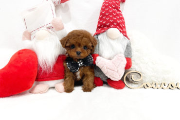 くりっくりの大きなおめめ♡短足ドワーフのオレンジフォーンの女の子＊1741