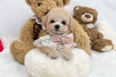 超たれ目で童顔♡個性的なお顔が可愛いシルバーの女の子＊1763