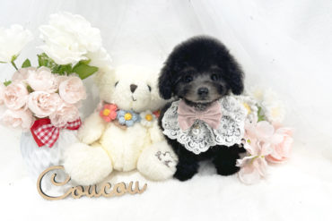 極小くん♡マズルの短い濃いめレッドの男の子＊1740