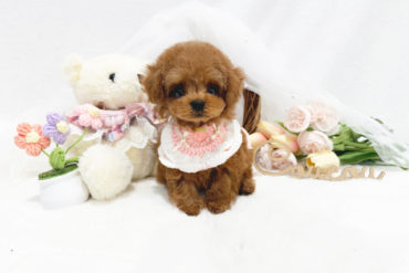 マイクロかも？！スペシャル級の短いマズル♡小さな小さなレッドフォーンの女の子＊1775