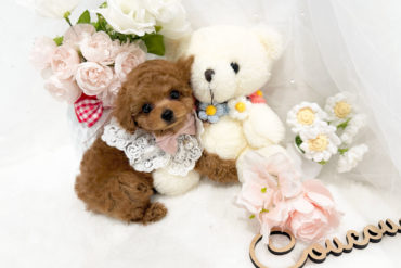 希少カラー！マズルはぎゅっと短く優しいお顔のシルバーの女の子＊1748