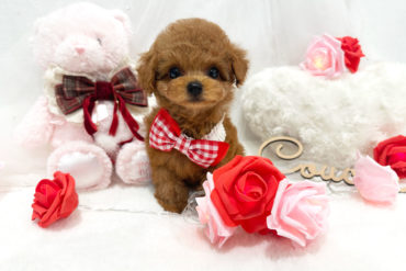 超超希少！まんまるおめめが可愛い♡1年半ぶりのブラウンの男の子＊1760