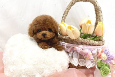 超たれ目で童顔♡個性的なお顔が可愛いシルバーの女の子＊1763