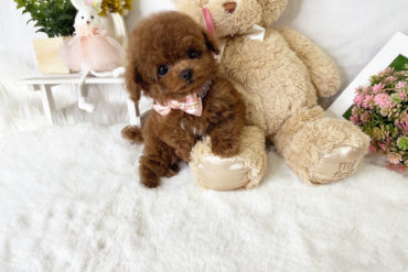 激甘フェイスのイケメン君♡小さなペールフォーンの男の子＊1755