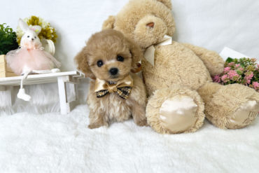 儚げ美少女♡マズル激短！小さな小さなレッドフォーンの女の子＊1754