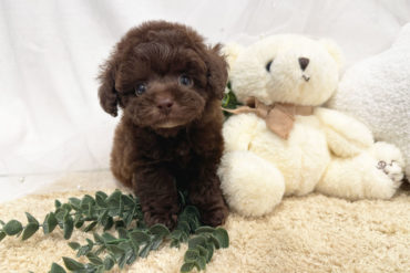 儚げ美少女♡マズル激短！小さな小さなレッドフォーンの女の子＊1754