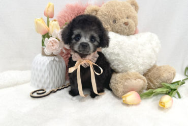 極小サイズ！まん丸おめめのベビーフェイス♡オレンジフォーンの男の子＊1767