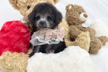 AI級の可愛さ♡小さなオレンジフォーンの女の子＊1762