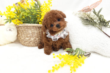 極小サイズ！まん丸おめめのベビーフェイス♡オレンジフォーンの男の子＊1767