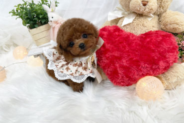 極小サイズ！まん丸おめめのベビーフェイス♡オレンジフォーンの男の子＊1767