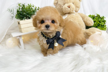 マズルの詰まった童顔ちゃん♡たっぷりの毛量の濃いめレッドの女の子＊1766