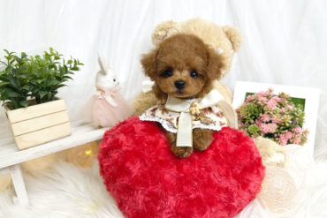 マズルの詰まった童顔ちゃん♡たっぷりの毛量の濃いめレッドの女の子＊1766