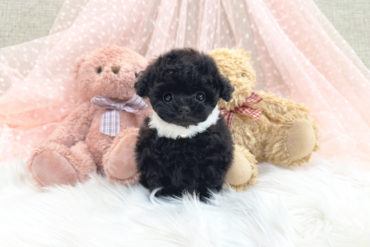 小さなお顔に大きなおめめ♡王道の可愛いちゃん！可愛すぎるオレンジフォーンの女の子＊1801