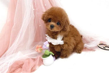 まん丸おめめの童顔♡460gの小さなレッドフォーンの女の子＊1794