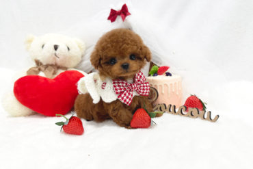 テディベア顔の激かわちゃん♡小さなレッドフォーンの女の子＊1769