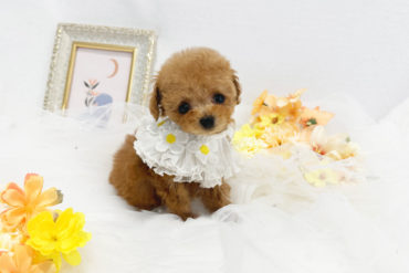 マズル激短♡極小♡460gの可愛すぎるブラックの女の子＊1798