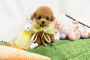 まん丸おめめの童顔♡460gの小さなレッドフォーンの女の子＊1794