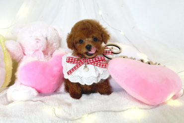 極小サイズ！儚げ美少女の激ちびちゃん♡淡いオレンジフォーンの女の子＊1792